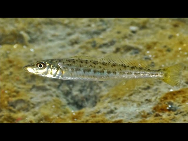 Facts: The King George Whiting class=