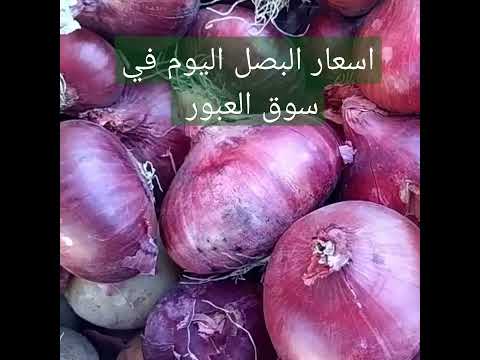 اسعار البصل اليوم في سوق العبور في الطالع