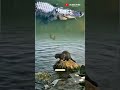 kucing menangkap ikan dengan mudah dan buaya besar melewatinya #shorts #animals #cat#crocodile#fish