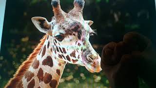 Horacio the handsnake - Buttercup the Giraffe