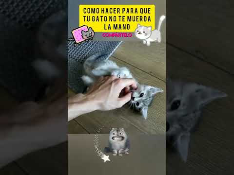 Video: 3 formas de hacer que tu gato se ponga de pie