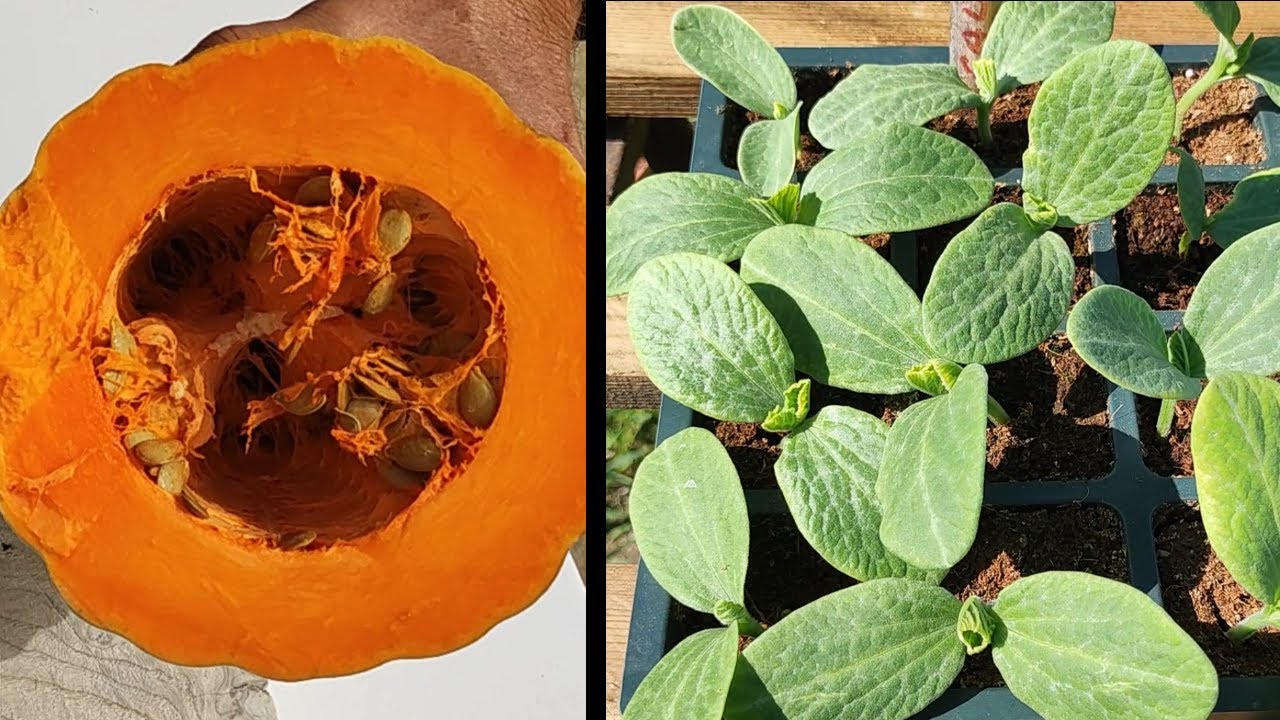 Semillero de CALABAZAS