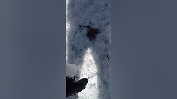 2017 z125 snow mtn ride #dabbinsasquatchtheatre #bikelife bikelife #kawasaki