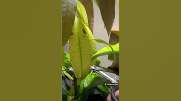 How to prune your mango seedlings