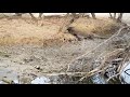 Four komodo dragons eat the carcass of a wild boar that died in the river.