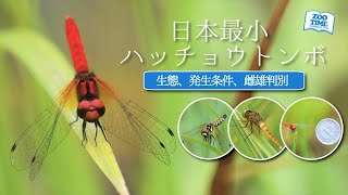 トンボの調べ方 ㊺日本最小 一円玉ほどのトンボ】生息環境からみつめる‬