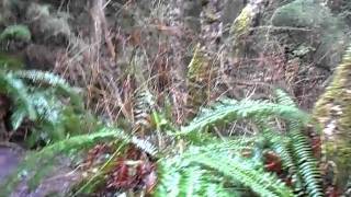 SAM_0425.AVI