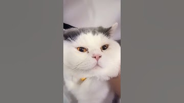 Cute cat & Cute little cat young dumb song  i love my cat🐈💗