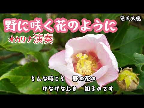 野に咲く花のように/ダ・カーポ(オカリナ演奏・332曲目)オカリナハイビスOcarina Hibi’s
