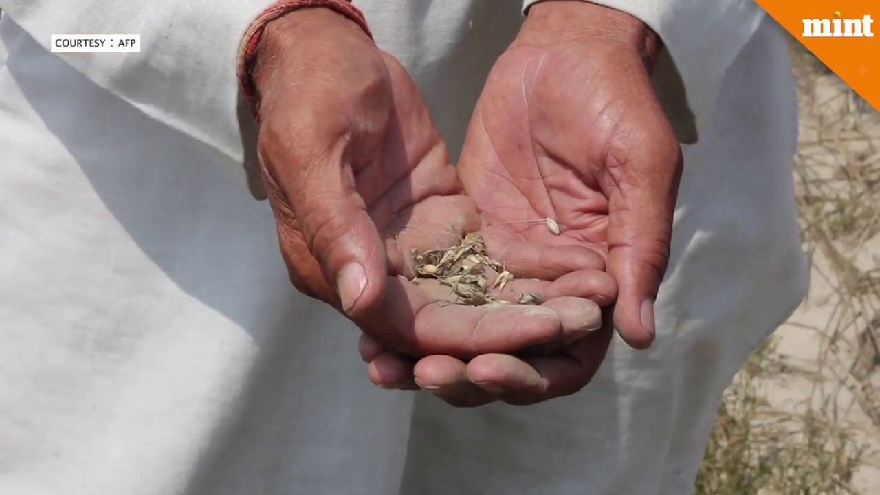 India says ‘No’ to patenting seeds