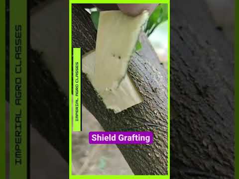 #grafting #budding #agriculture #shorts #reels #shortvideo #instagramstatus