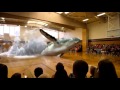 Whale Surprise Jumps into a Gym in Mixed Reality (Exciting) by Magic Leap