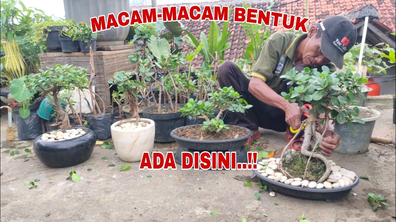 CARA MEMBUAT BONSAI BERINGIN KOREA SERTA MERAWATNYA !! YouTube