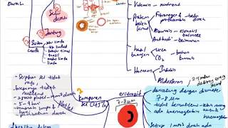 BIOLOGI BAB 1(BAHAGIAN 1) -SISTEM PEREDARAN DARAH MANUSIA(SPM TINGKATAN 5)
