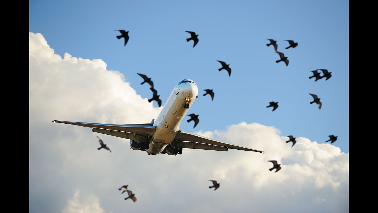 Flying Bio Tutorial Biology for Engineers II Module 4 II Bird Flying - YouTube