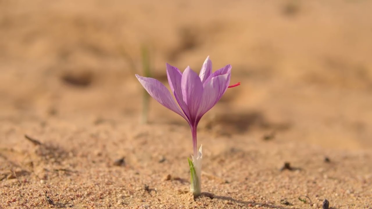 South Africa's Hidden Saffron - 2024 Harvest