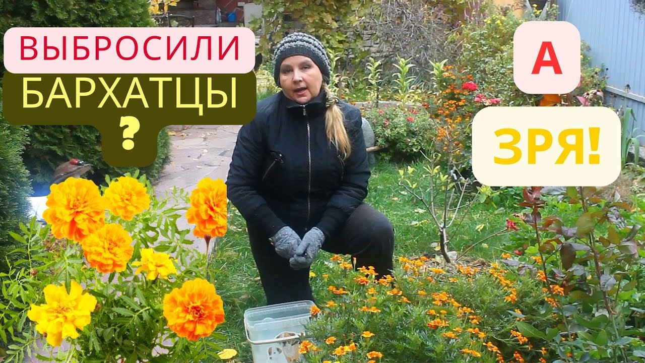 Почему я не выбрасываю бархатцы? Польза бархатцев для сада и огорода ...
