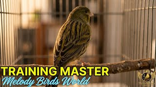 Original Spanish Timbrado Canary Training 🎶Perfect Song for Canary Training: Professional Tones screenshot 4