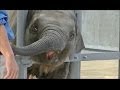 【大激怒】 怒るゾウの子供。名前は " さくら " 。メス。 / 東山動物園