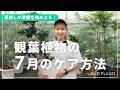 【7月の育て方】夏の猛暑を乗り切る！観葉植物の「水やり」と「置き場所」のコツ