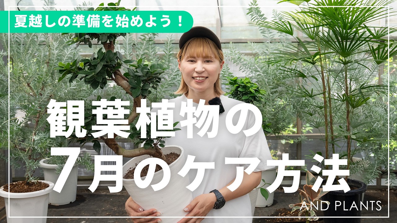 【7月の育て方】夏の猛暑を乗り切る！観葉植物の「水やり」と「置き場所」のコツ