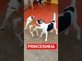 princesinha #cãodominio #pets #dogs
