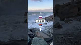 Учим сербский каждый день. Упражнения и викторины на сербском языке
