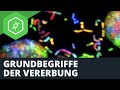 Grundbegriffe der Vererbung