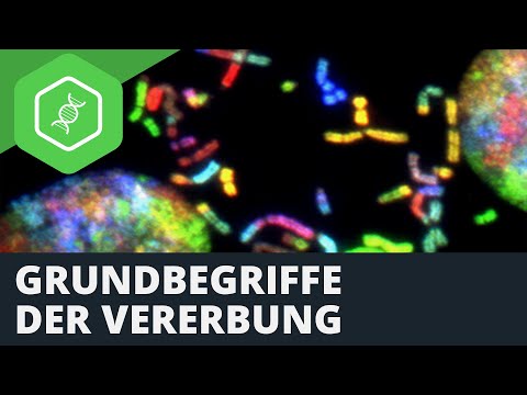 Video: Was bedeutet Vererbung?