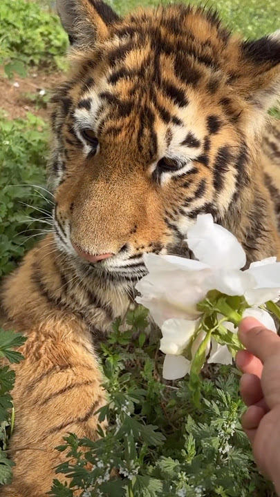 This Tiger Doesn’t like Flowers 🌺 😳🐯 #tiger