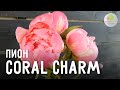 Пион Coral Charm