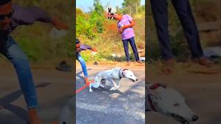 Kolhapur dog race || dog res || Dog racing kolhapur || #shorts