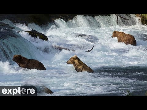 Riffles - Katmai National Park, Alaska powered by EXPLORE.org