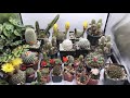 Cacti Bloom Time Lapse