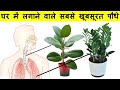 Top 10 Low Maintenance Indoor Plants In India | इनडोर पौधे जिन्हें घर में लगाना है बेहद आसान