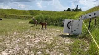 Archery Target Thrower SD 480p
