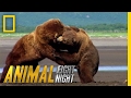 Get ready for grappling grizzlies  animal fight night