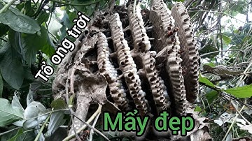 săn ong trời vụ đông được tổ chân vàng đẹp/quách tế vlog