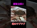 ズワイガニの背中の虫の正体・・・ #shorts