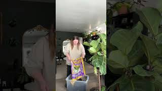 Download Lagu Repotting my big fiddle leaf fig AGAIN #repot #repotting #fiddle #fiddleleaffig #fiddletree MP3