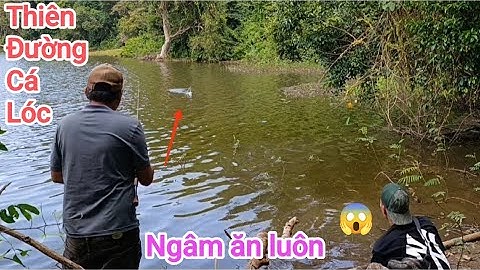 Câu cá lóc_Bãi Thiên Đường lên hàng và tình tiết mới @Hữunghị tv