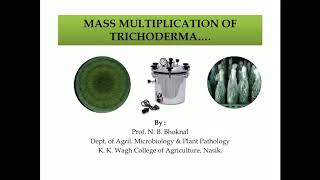 Mass multiplication of Trichoderma by Prof. N. B. Bhoknal