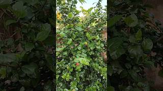 Pintujhili Short Odia Youtube Short Short Odia Son Vlog Short Youtube