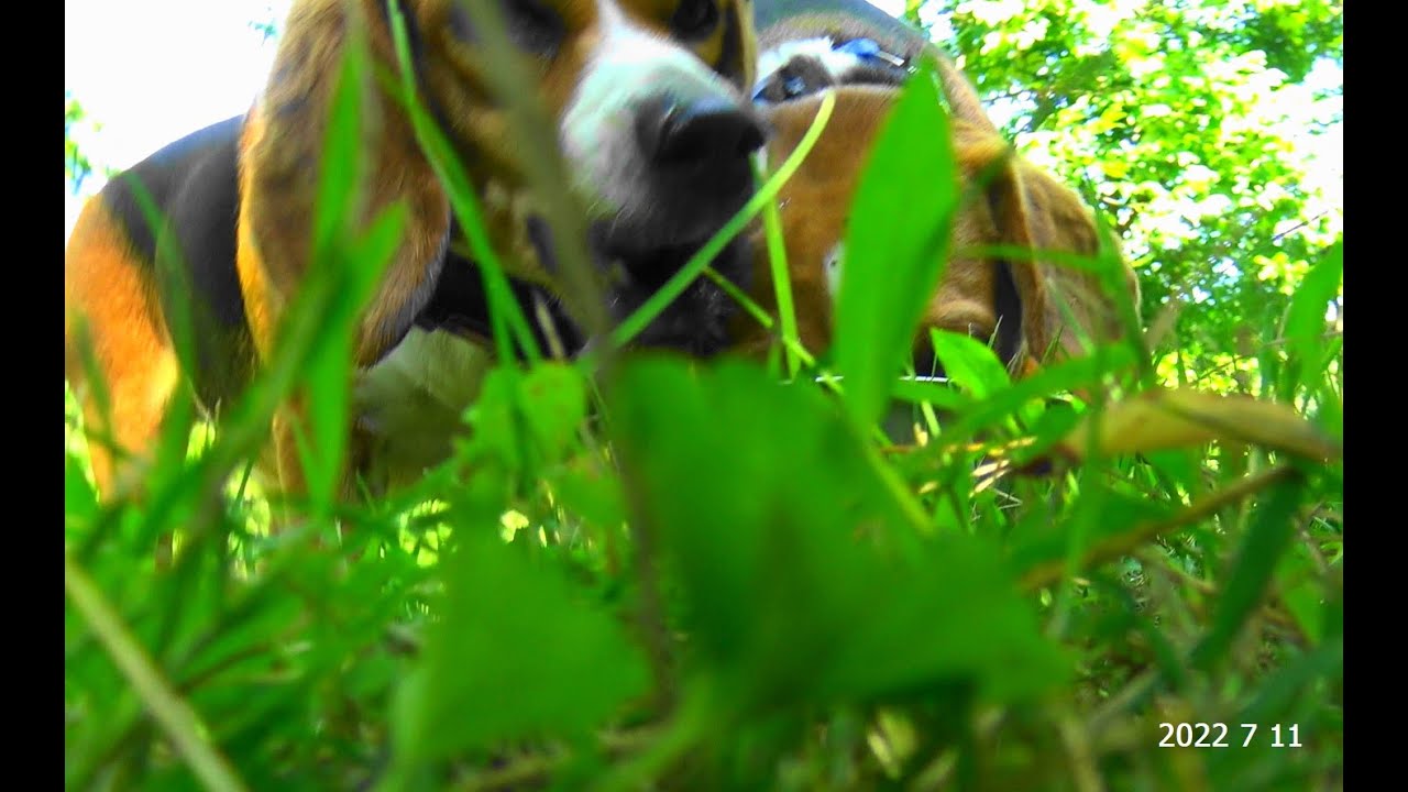 Skyview's Beagles Rabbit Hunting And AKC Field Trials - YouTube