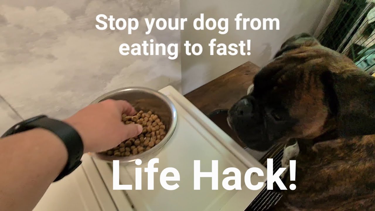 How To Stop Your Dog From EATING TO FAST Resulting In Vomits! 😁 Simple Life Hack Trick! 😁 - YouTube