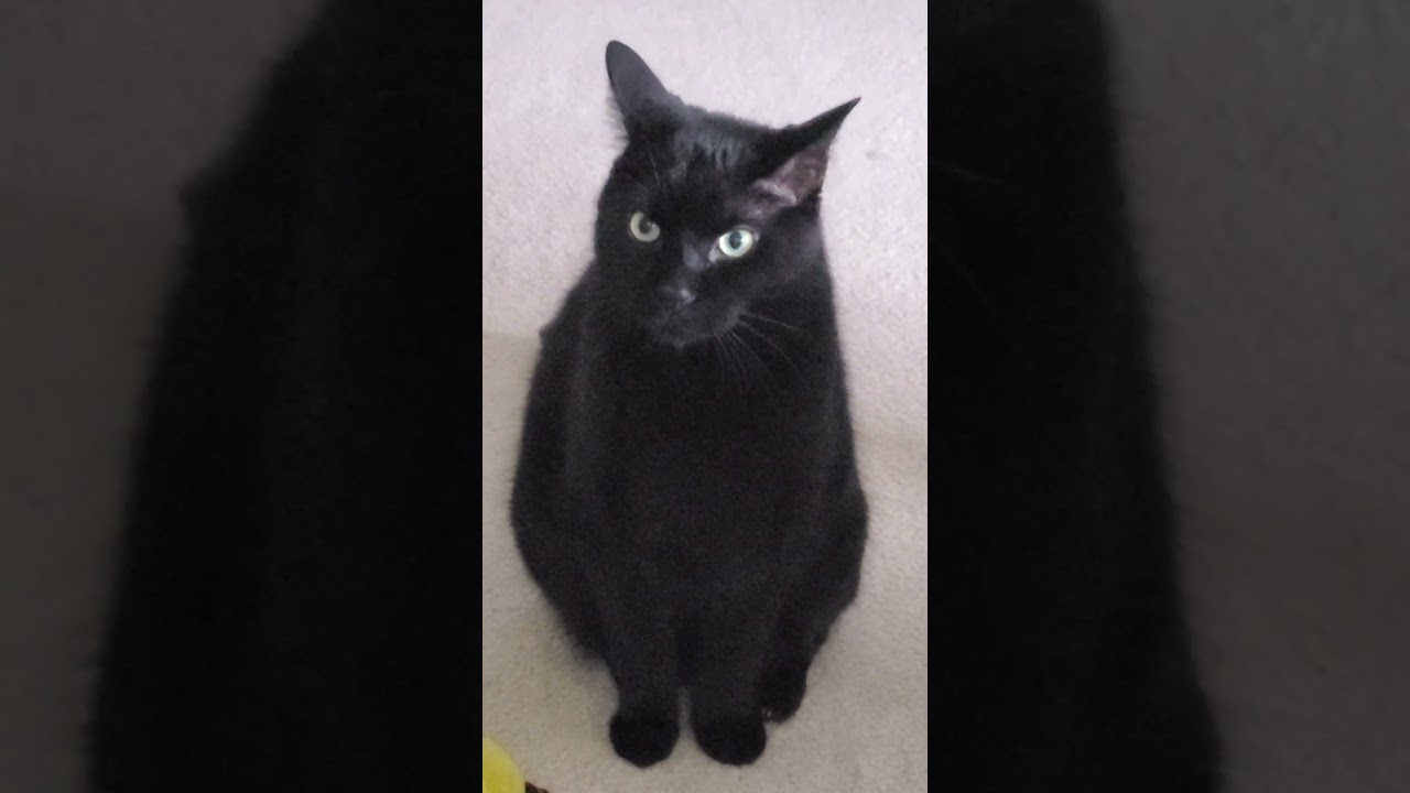 Mind Reading Black Cat 