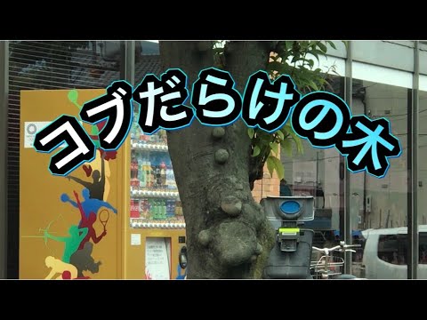 バールって木に悪いの?意外と知られていない自然の神秘