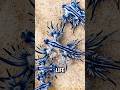Beautiful But DEADLY: The Blue Dragon  #usa #facts #shorts