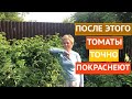 ПОЧЕМУ НЕ КРАСНЕЮТ ТОМАТЫ И КАК РЕШИТЬ ЭТУ ПРОБЛЕМУ!!