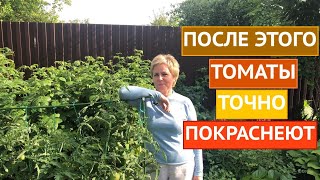 ПОЧЕМУ НЕ КРАСНЕЮТ ТОМАТЫ И КАК РЕШИТЬ ЭТУ ПРОБЛЕМУ!!